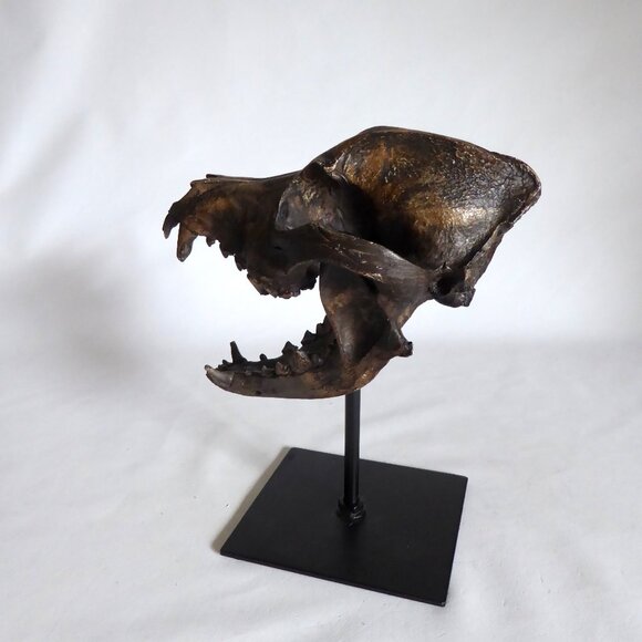 NEW REPLICA DIRE WOLF SKULL ON METAL BASE GOTHIC ODDITY SCULPTURE - Picture 4 of 10